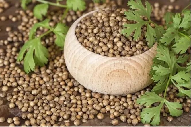 Coriander Seeds Exporter from India